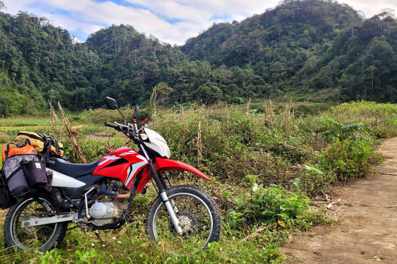 Дикие бебеня к тропе Хошимина